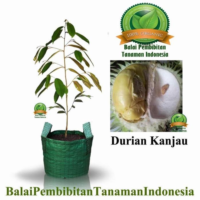 

Terlaris Bibit Durian Kanjau / Bibit Buah / Tanaman