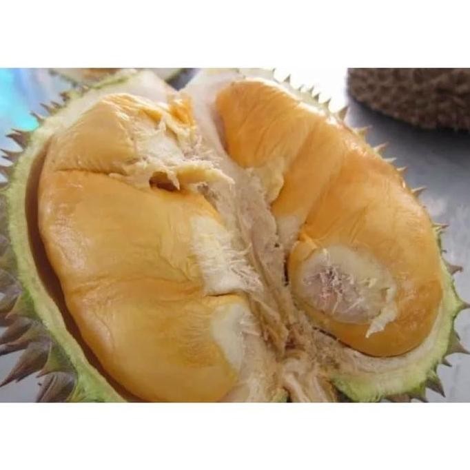 

Terlaris Bibit Tanaman Buah Durian Bawor