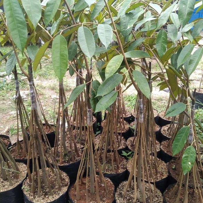 

Terlaris Bibit Tanaman Buah Durian Duri Hitam 10 Kaki..1Meteran