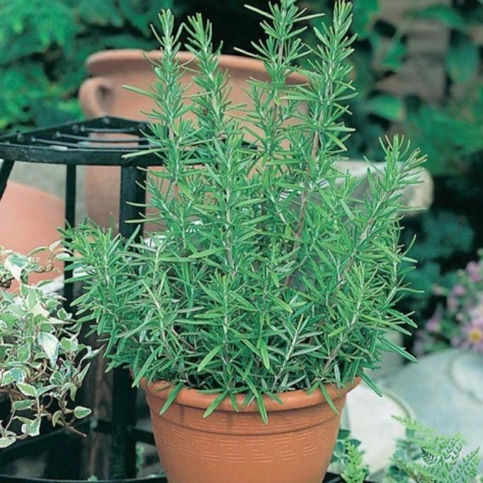 

Terlaris Um(1) Daily Farm - Benih Bibit Rosemary - Bibit Herb Seed