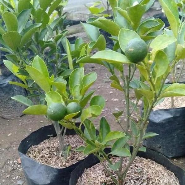 

Terlaris Obral Bibit Tanaman Buah Jeruk Nipis Berbuah Atzz