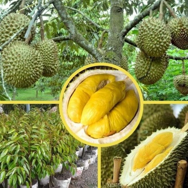 

Terlaris Bibit Durian Musangking