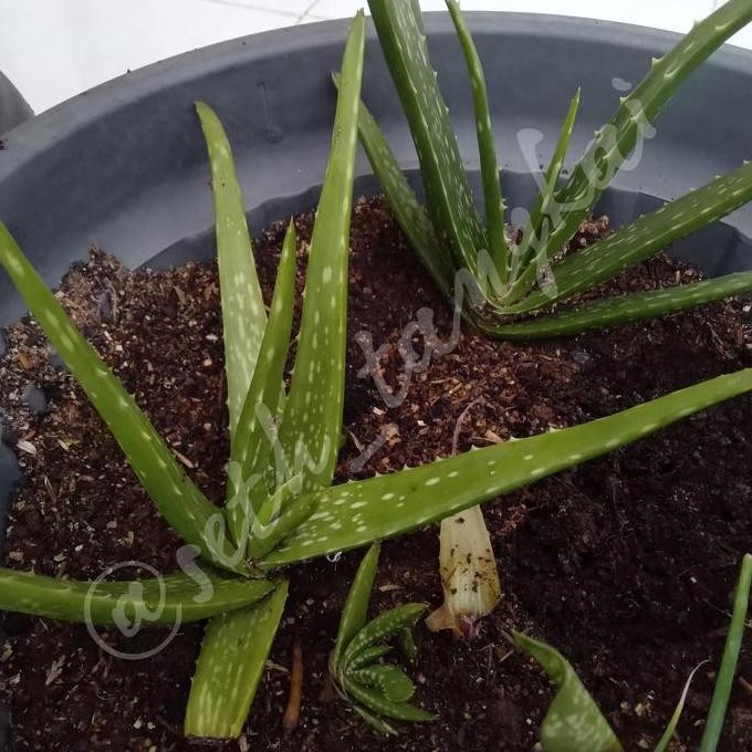 Terlaris Bibit Lidah Buaya Kalimantan Jumbo