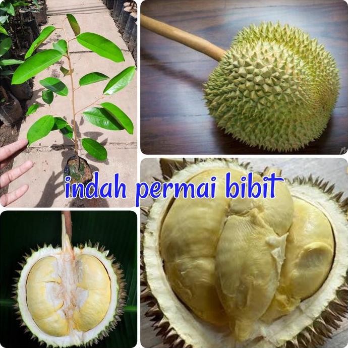 

Terlaris Bibit Tanaman Durian Kanjo
