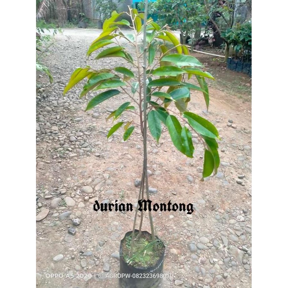 

Terlaris Paket Super Hemat Bibit Tanaman Durian Montong Kaki 3 - Siap Tanam