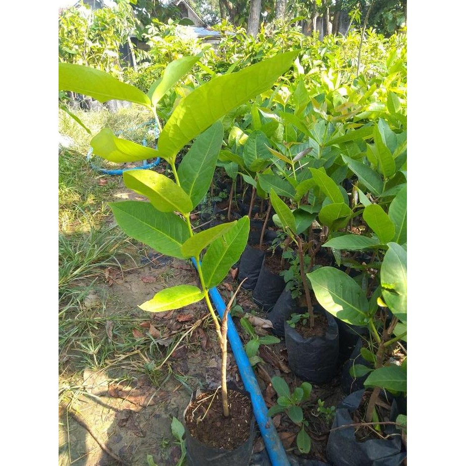 

Terlaris Bibit Tanaman Jambu Air Taiwan Super Green (Tsg) - Termurah