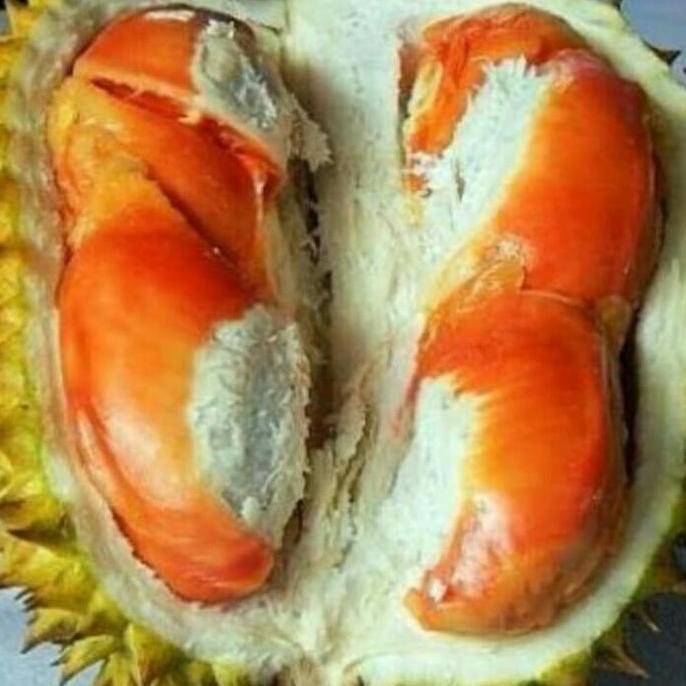 

Terlaris Bibit Pohon Durian Udang Merah