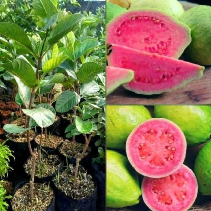 

Terlaris Benih Bibit Jambu Ktistal Merah Okulasi Siyap Berbuah