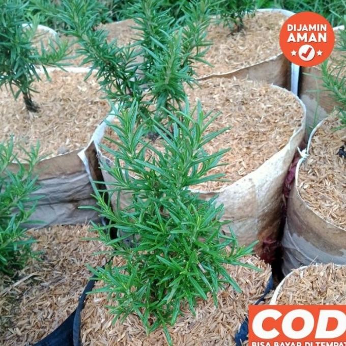 

Terlaris Rosemary Tanaman Aroma Therapy Anti Nyamuk Rosmery Bunga Bibit Benih