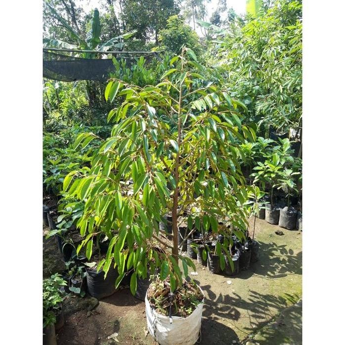 

Terlaris Bibit Durian Bawor Dongkelan