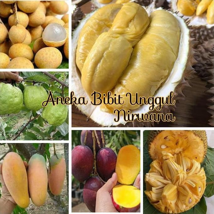 

Terlaris Paket 6 Bibit-Bibit Nangka 2 Mangga Durian Jambu Kelengkeng Aneka Bu