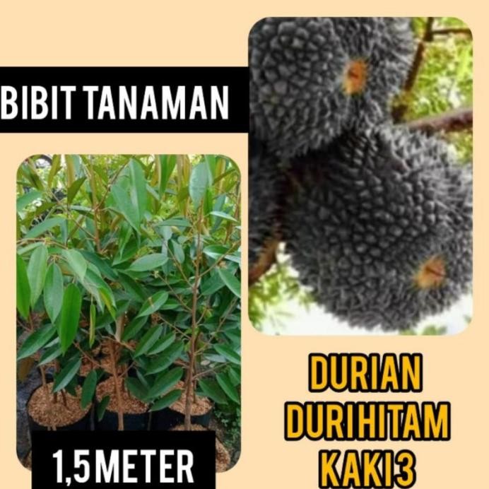 

Terlaris Bibit Durian Duri Hitam Kaki 3 Tinggi 1.5 Meter
