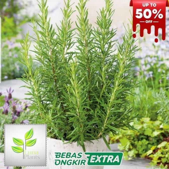 

Terlaris Tanaman Hias Rosemary Herbal Wangi Dan Harum/Bibit/Benih Promo!!