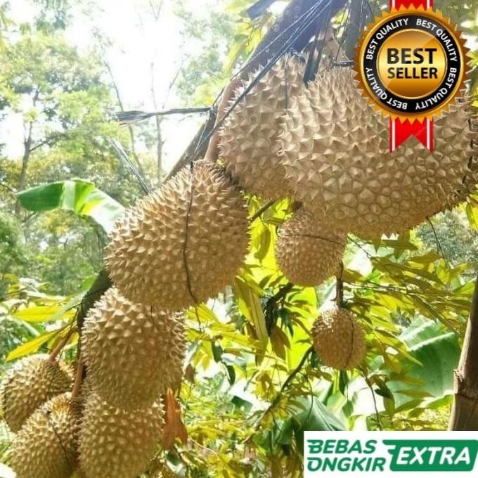 

Terlaris Bibit Durian Bawor Kaki 3 Tinggi 2 Meter Cepat Berbuah