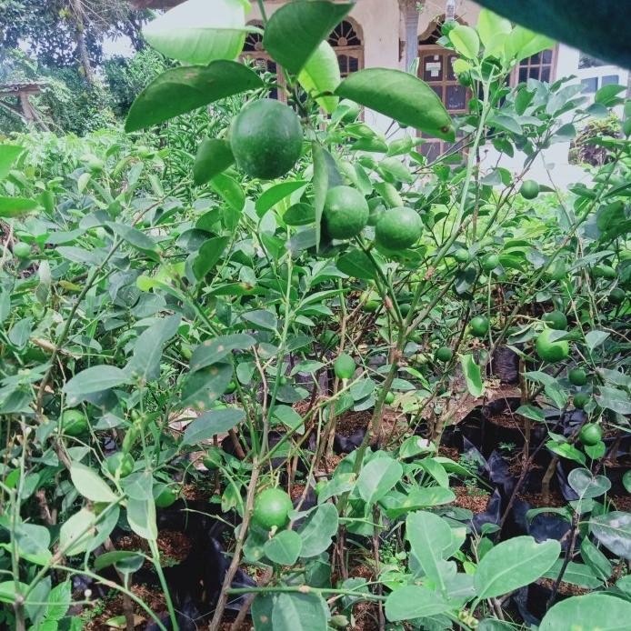 

Terlaris Bibit Tanaman Jeruk Nipis Pohon Jeruk Nipis Berbuah