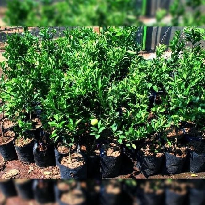 

Terlaris Joss Bibit Pohon Jeruk Nipis Tanaman Buah Herbal Viral Laris Aa111