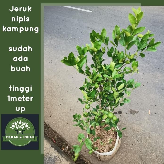 

Terlaris Diskon Bibit Pohon Jeruk Nipis Berbuah, Tanaman Jeruk Nipis Kampung