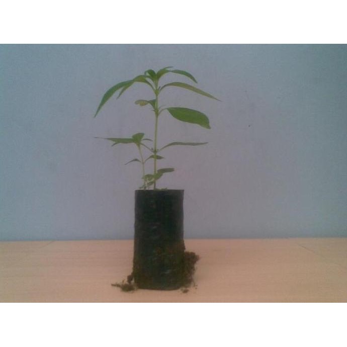 

Terlaris Pohon Sambiloto / Bibit/ Benih (Andrographis Paniculata)