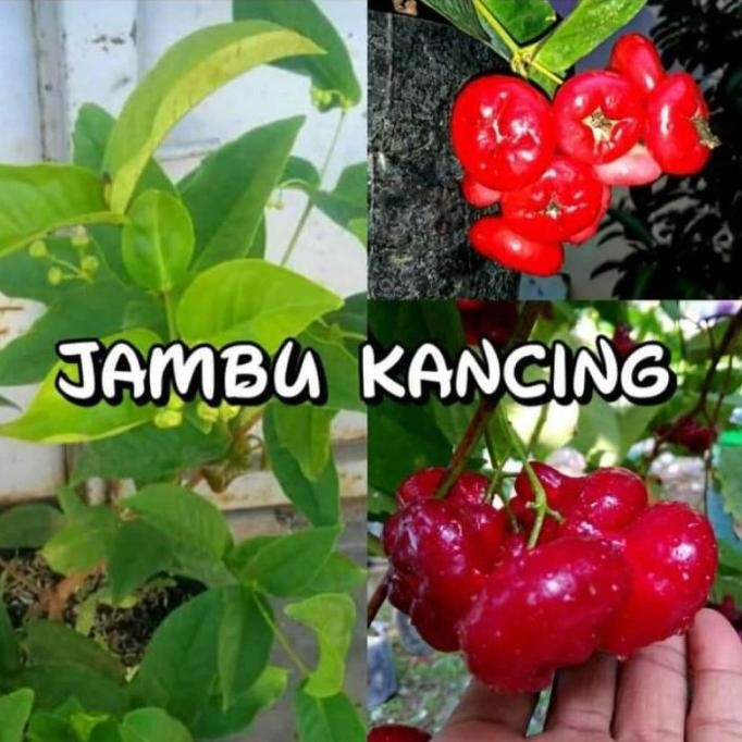 

Terlaris Bibit Jambu Kancing Berbunga