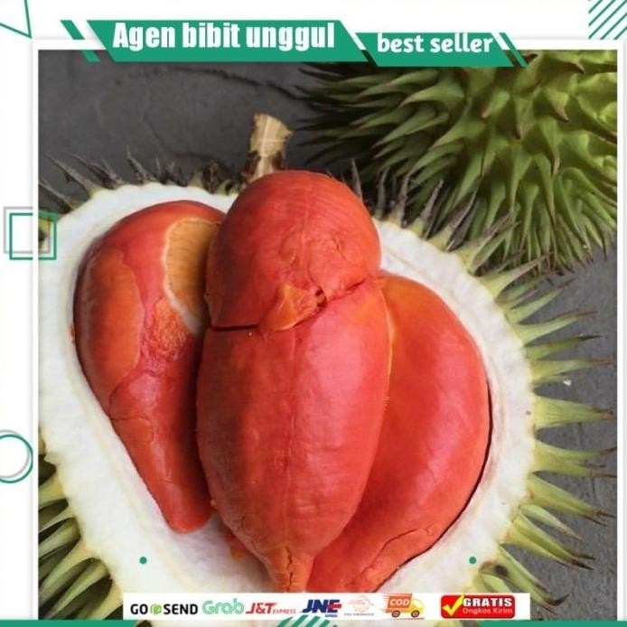 

Terlaris Bibit Durian Merah