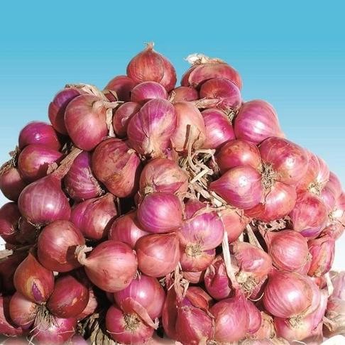 

Terlaris Benih Bibit Bawang Merah Sanren F1 Cap Panah Merah