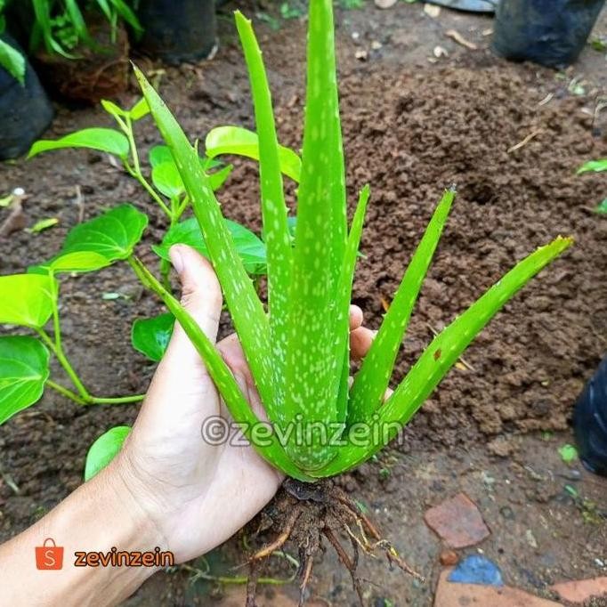 

Terlaris Bibit Lidah Buaya / Aloe Vera