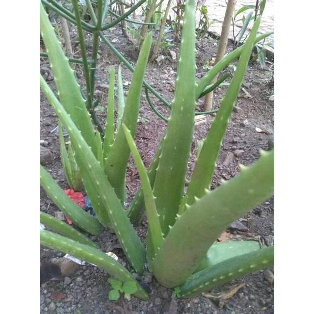 

Terlaris Bibit Lidah Buaya