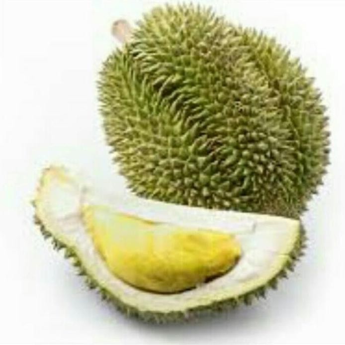 

Terlaris Bibit Pohon Durian Cane Kaki 3