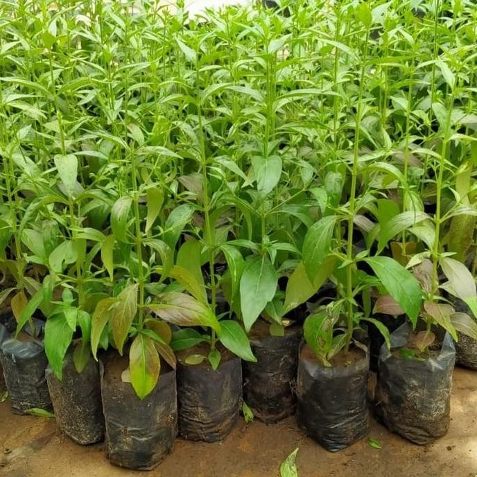 

Terlaris Bibit Tanaman Sambiloto Herbal