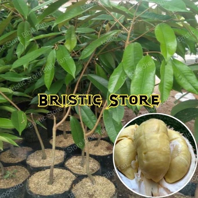 

Terlaris Bibit Durian Petruk Unggul Cepat Berbuah