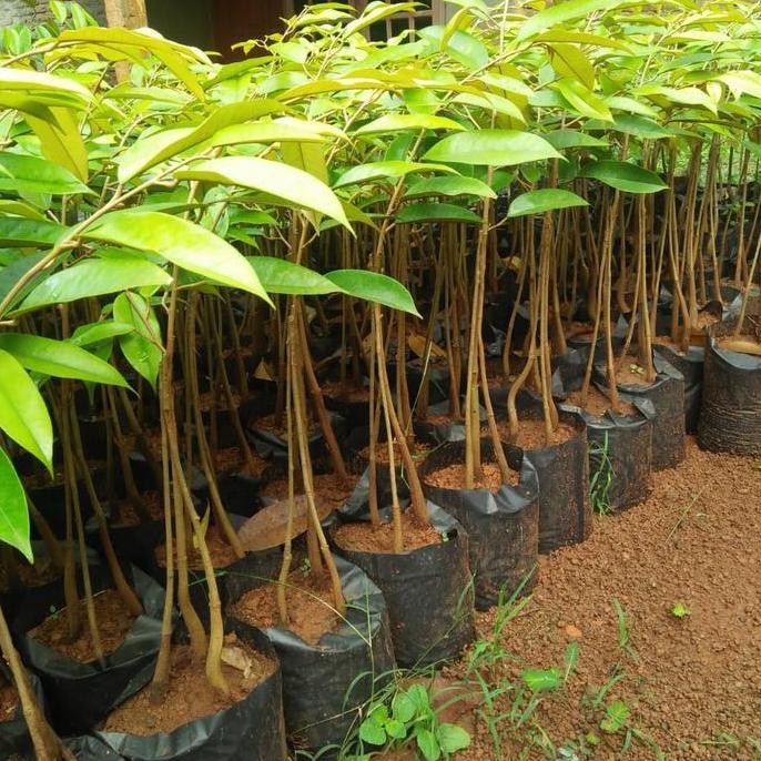 

Terlaris Bibit Durian Bawor Kaki 3