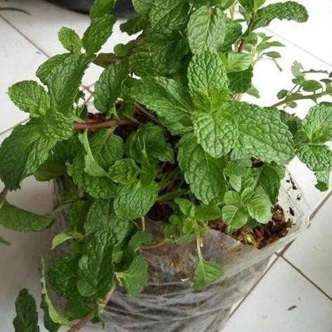 

Terlaris Bibit Daun Mint (Penyegar Mulut) Beli 5 Gratis 1 Zaf240