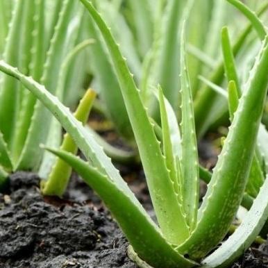 

Terlaris Bibit Tanaman Lidah Buaya Pohon Hias Bibit Lidah Buaya Aloe Vera Mmz