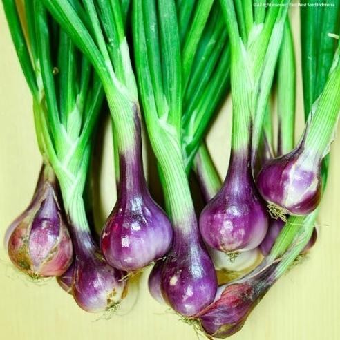 

Terlaris Ready Fresh [2000An] Benih/Bibit/Biji/Seed Bawang Merah | Shallot