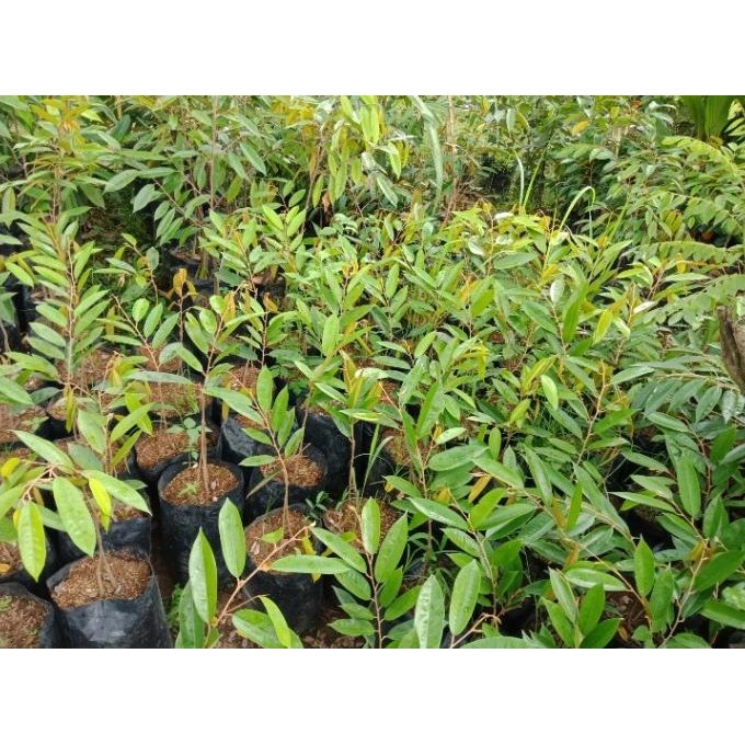 

Terlaris Bibit Tanaman Buah Durian Duri Hitam Kaki 3