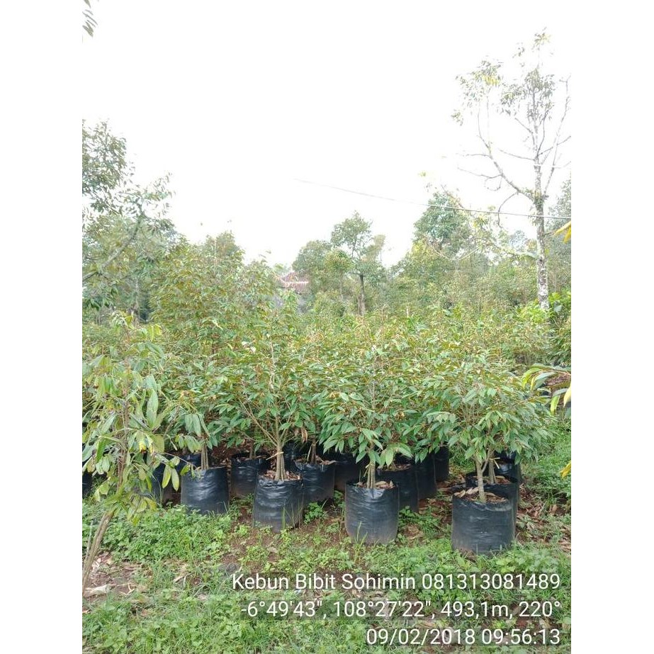 

Terlaris Bibit Durian Bawor