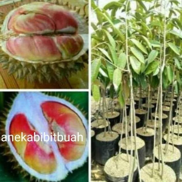 

Terlaris Bibit Durian Pelangi Kaki 3 Unggulan