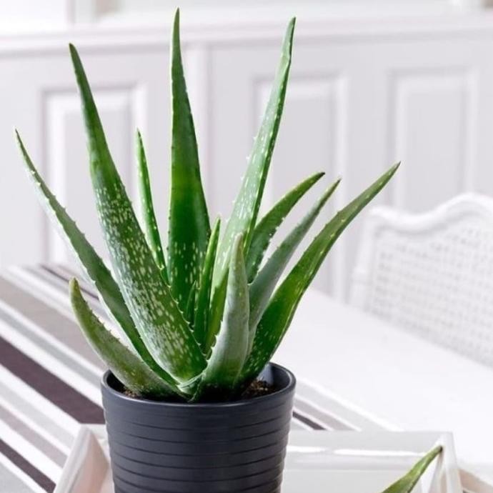 

Terlaris Ready Jt Bibit Tanaman Lidah Buaya Aloevera Aloe Vera Daun Lidah Buaya