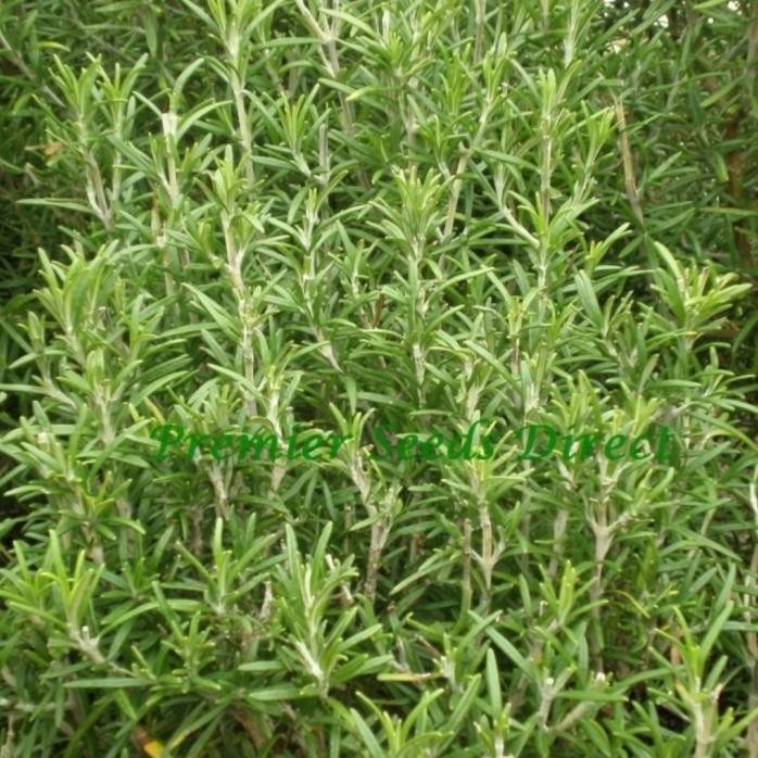 

Terlaris 4Man Daily Farm - Benih Bibit Rosemary - Bibit Herb Seed