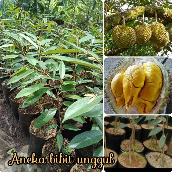 

Terlaris Bibit Buah Durian Musangking 3 Musang King Kaki Tiga