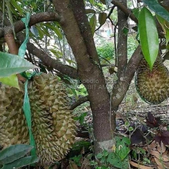 

Terlaris Bibit Durian Petruk Asli Jawa Tengah