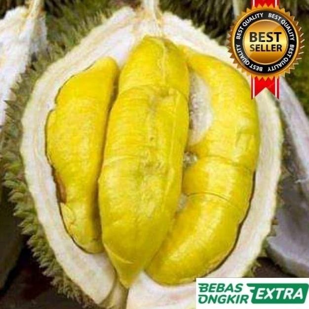 

Terlaris Bibit Durian Montong Hasil Okulasi Unggul Cepat Berbuah