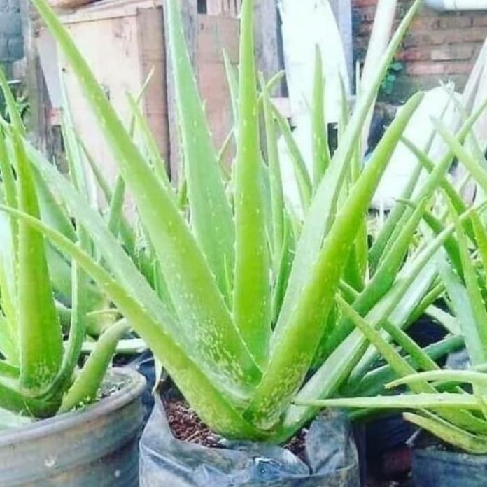 

Terlaris Pohon Lidah Buaya- Aloevera/ Bibit Tanaman Lidah Buaya