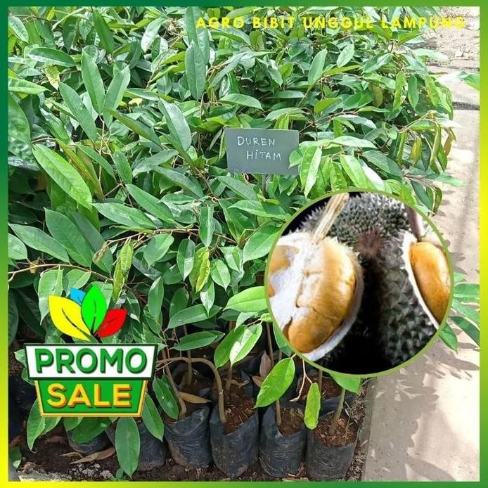 

Terlaris Bibit Durian Oche Black Thorn Duri Hitam Asli 100% Valid Tanaman Okulasi Cepat Berbuah Bibit Durian Pohon