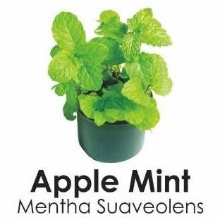 

Terlaris Bibit Tanaman Apple Mint Mentha/Daun Mint Mentha Murah