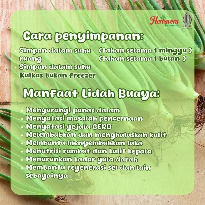 

Terlaris Um(1) Bibit Lidah Buaya / Aloevera