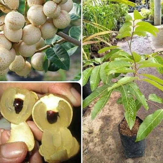 

Terlaris Bibit Kelengkeng Aroma Durian Okulasi