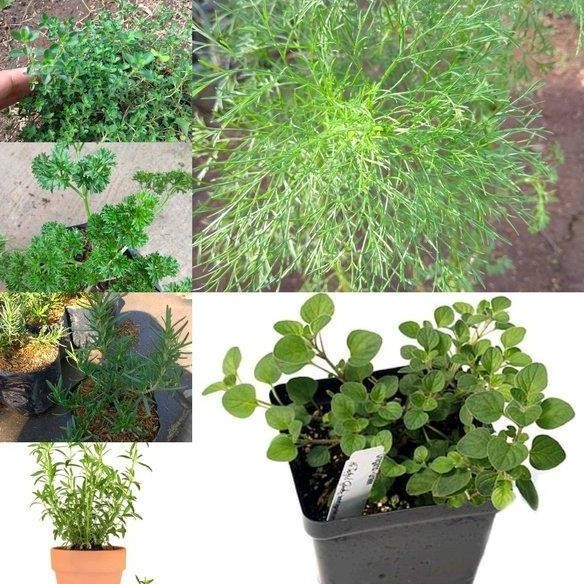 

Terlaris Fa- Paket Bibit Thyme Parsley Rosemary Oregano Taragon