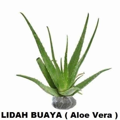 

Terlaris Bibit Tanaman Lidah Buaya Pohon Hias Bibit Lidah Buaya Aloe Vera