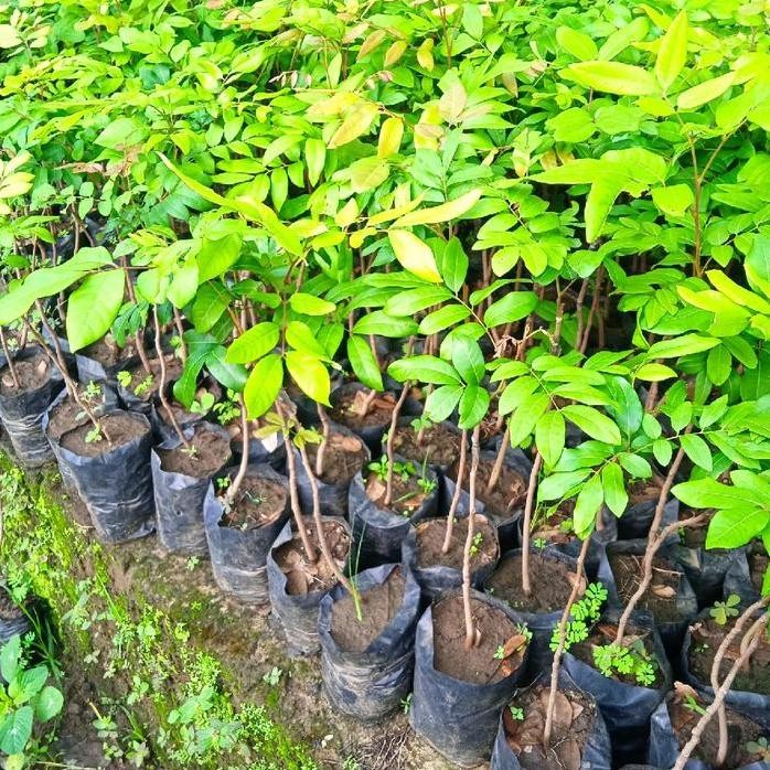 

Terlaris Bibit Kelengkeng Merah, Matalada, New Kristal Kristalin, Diamond River, Aroma Durian Okulasi